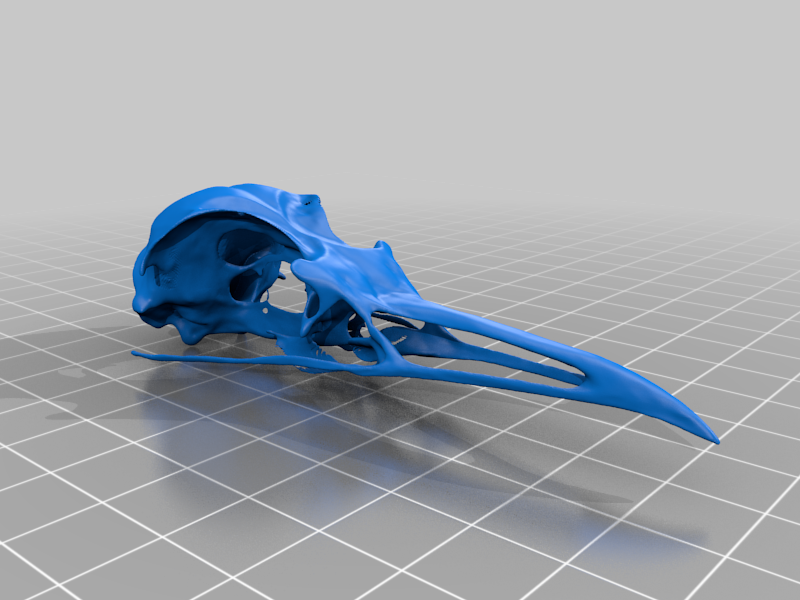 Digital Scan Skull Replica – Kittiwake