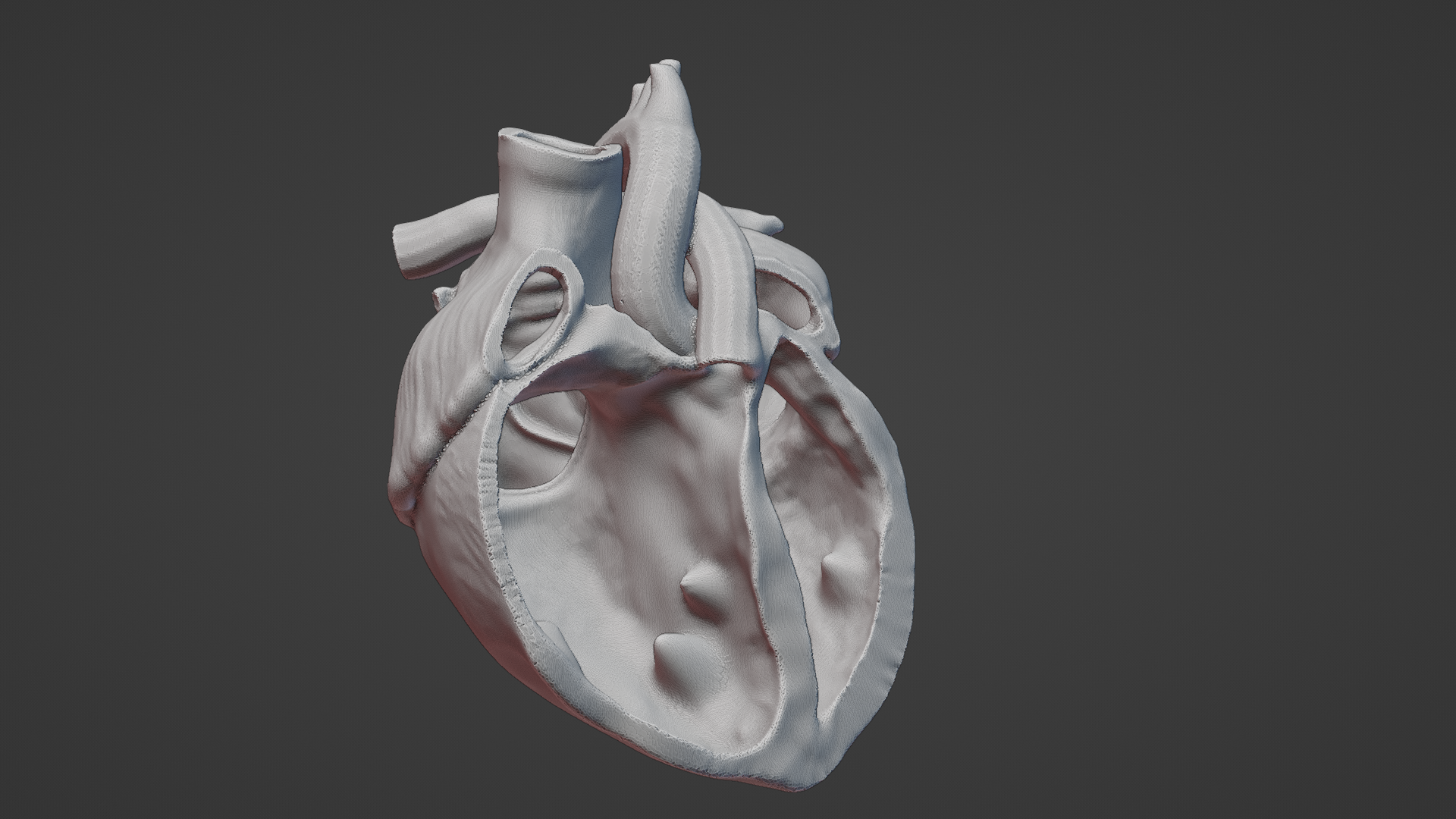 cross section human heart