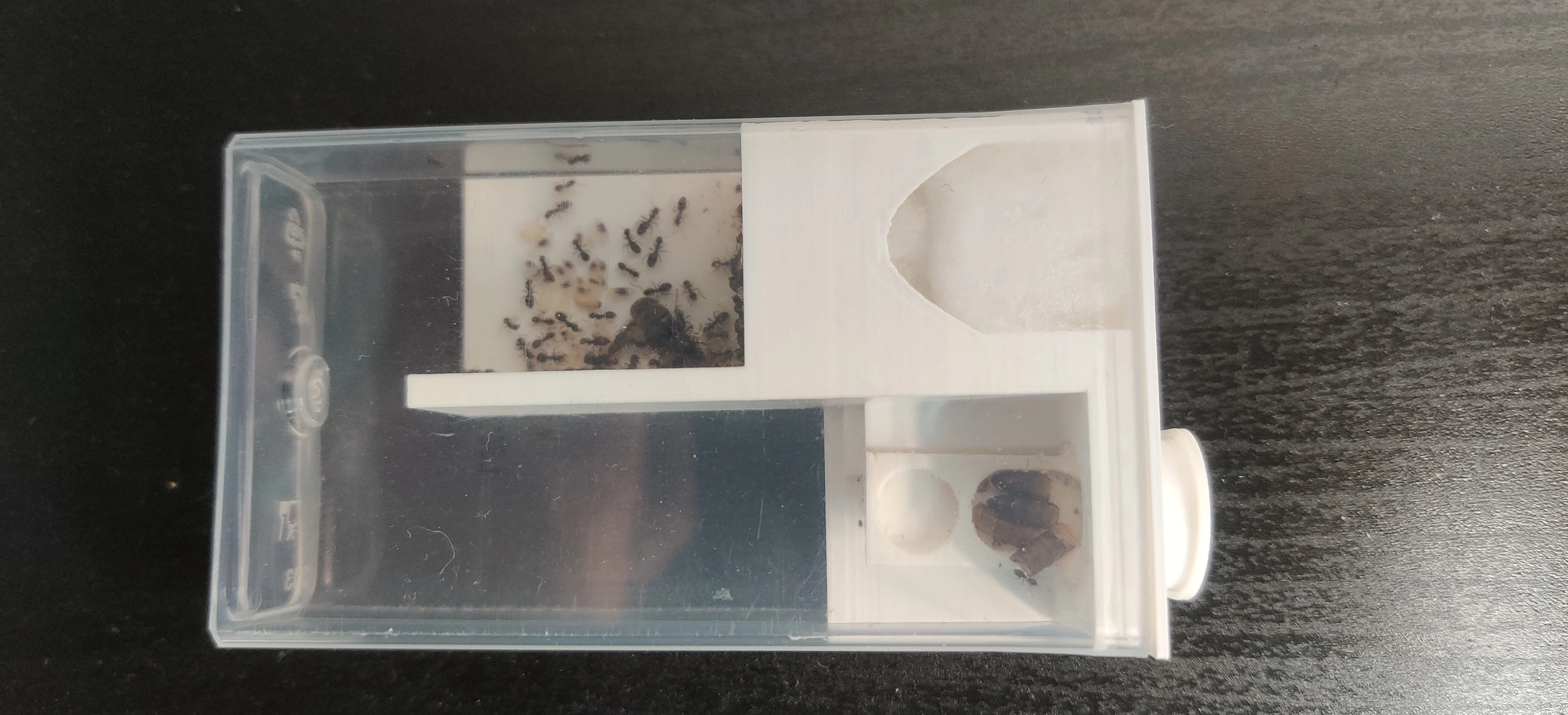 Ant Nest TicTac box with a feeder