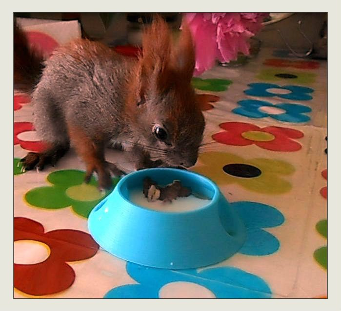 squirrel's plate