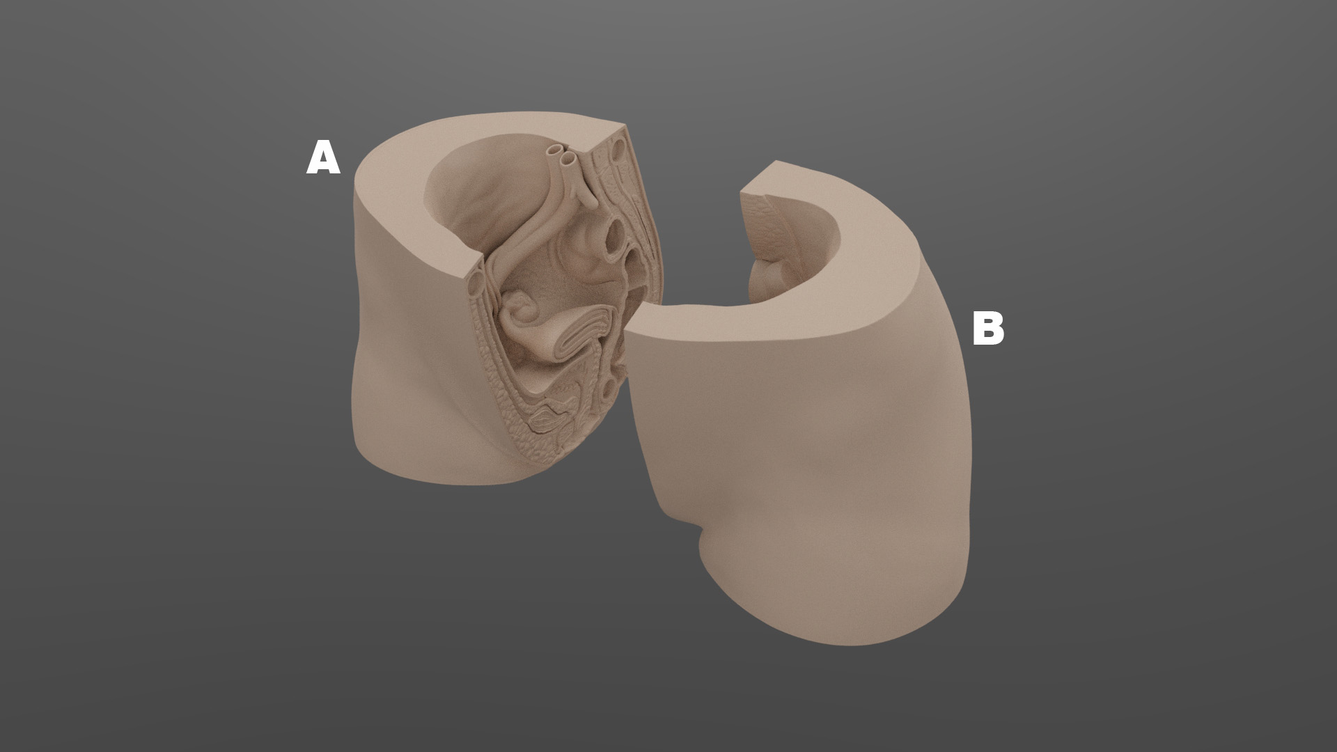 Female reproductive organs model