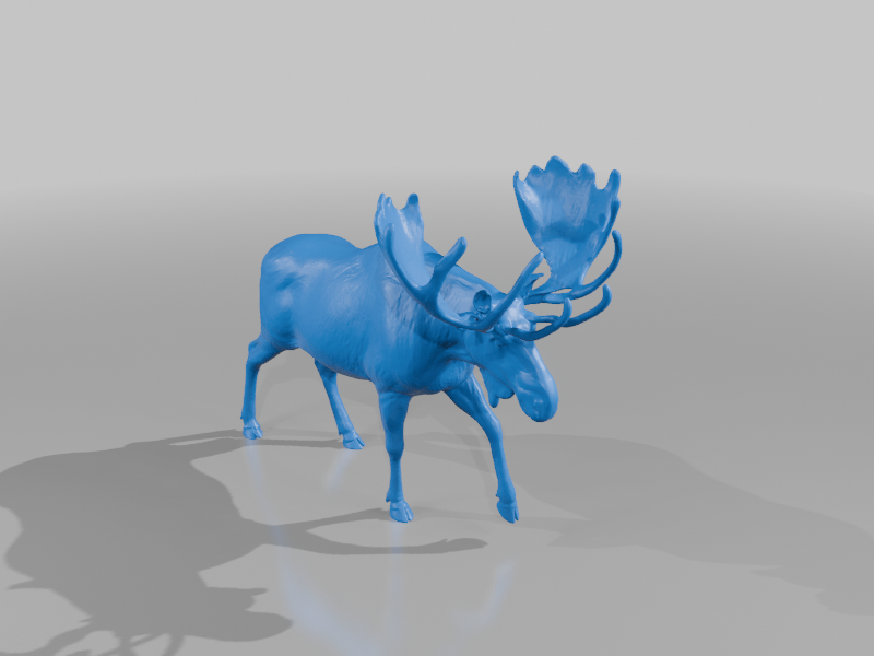 Majestic Moose
