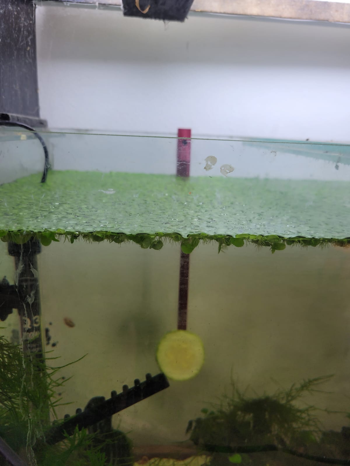 Vegetable feeder for plecos and alike