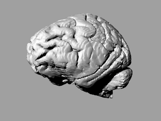 Gorilla brain