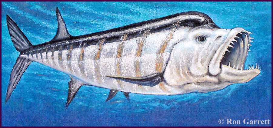 Xiphactinus