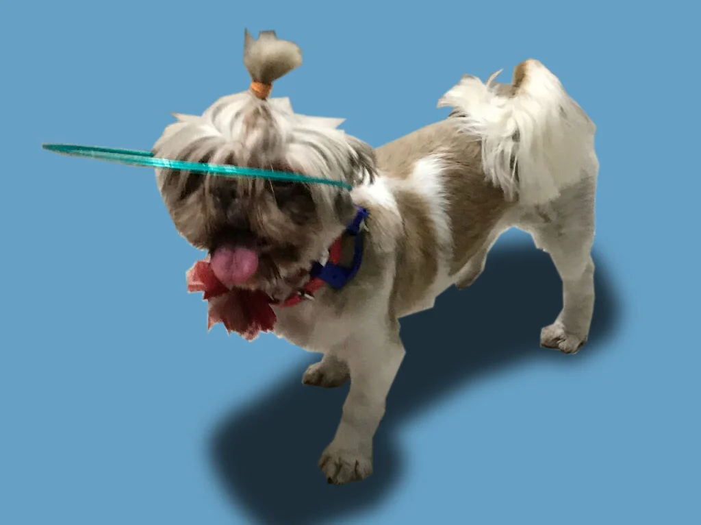 Canees - "Cane" like device for blind dogs / Dispositivo para perros ciegos