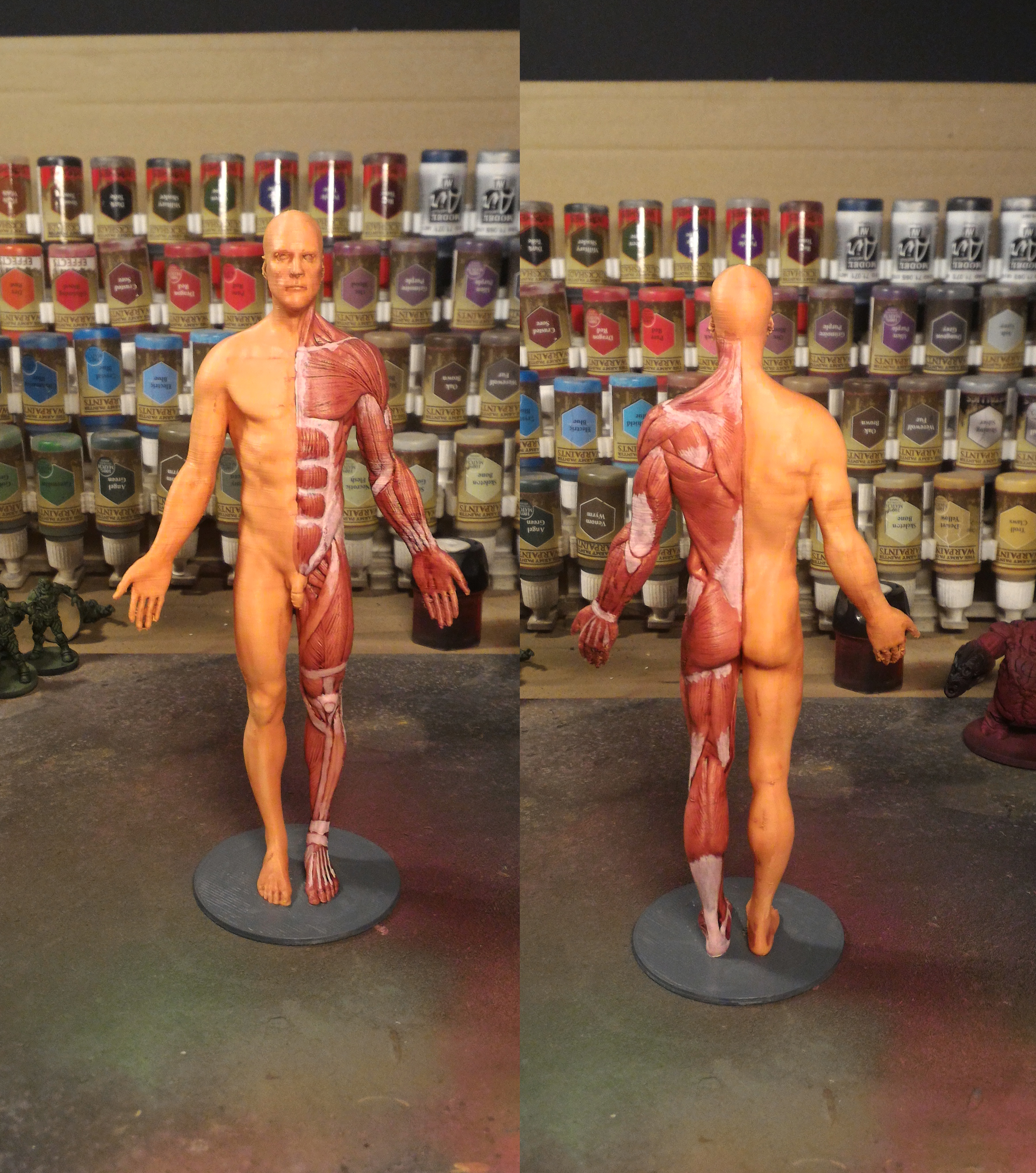 Anatomy reference