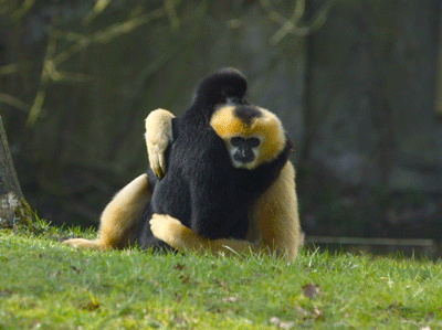 Hugging Gibbons