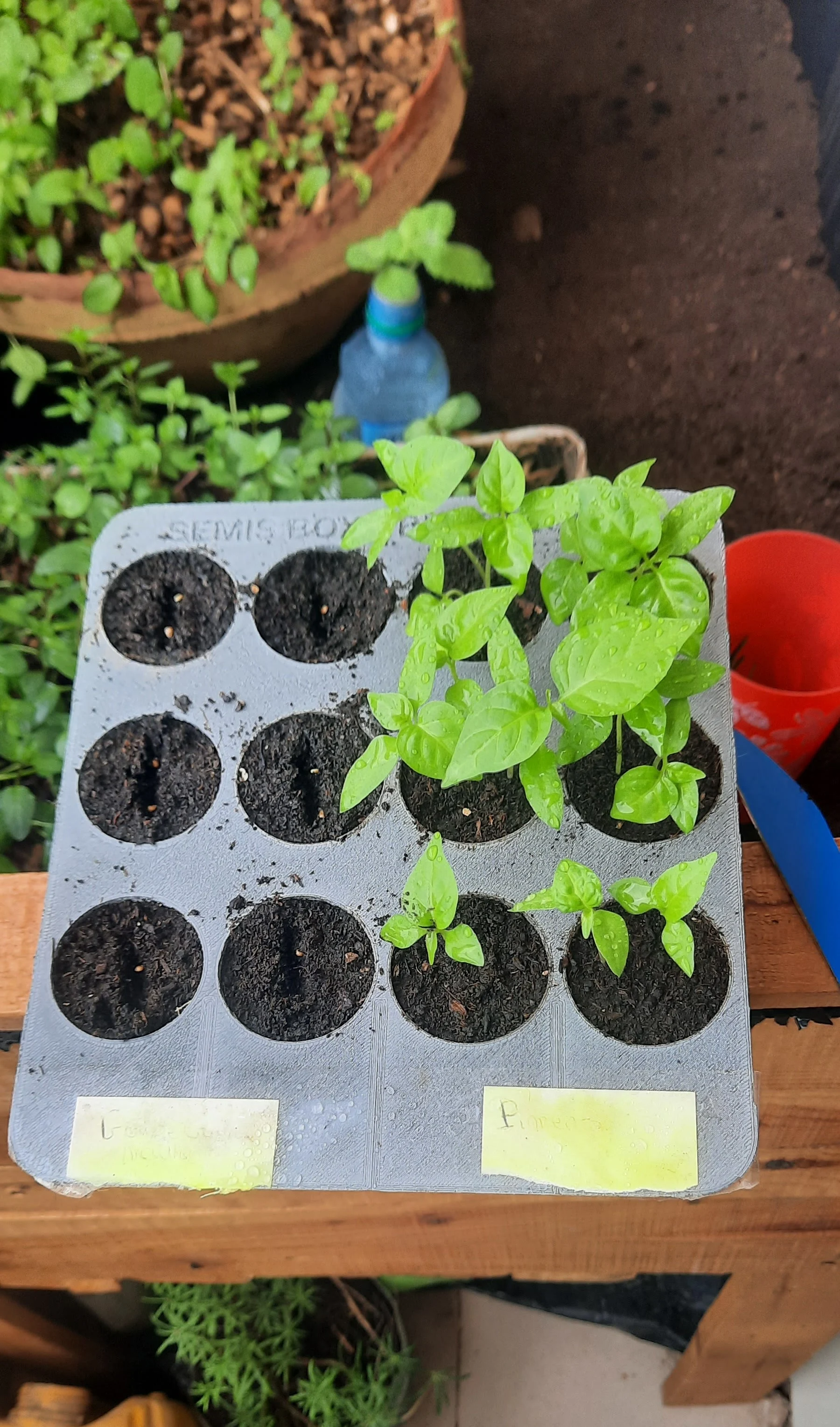 seed plate