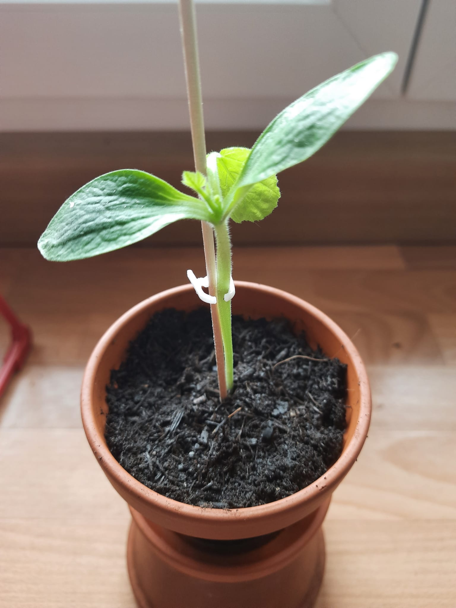 Skewer Plant Clip V3