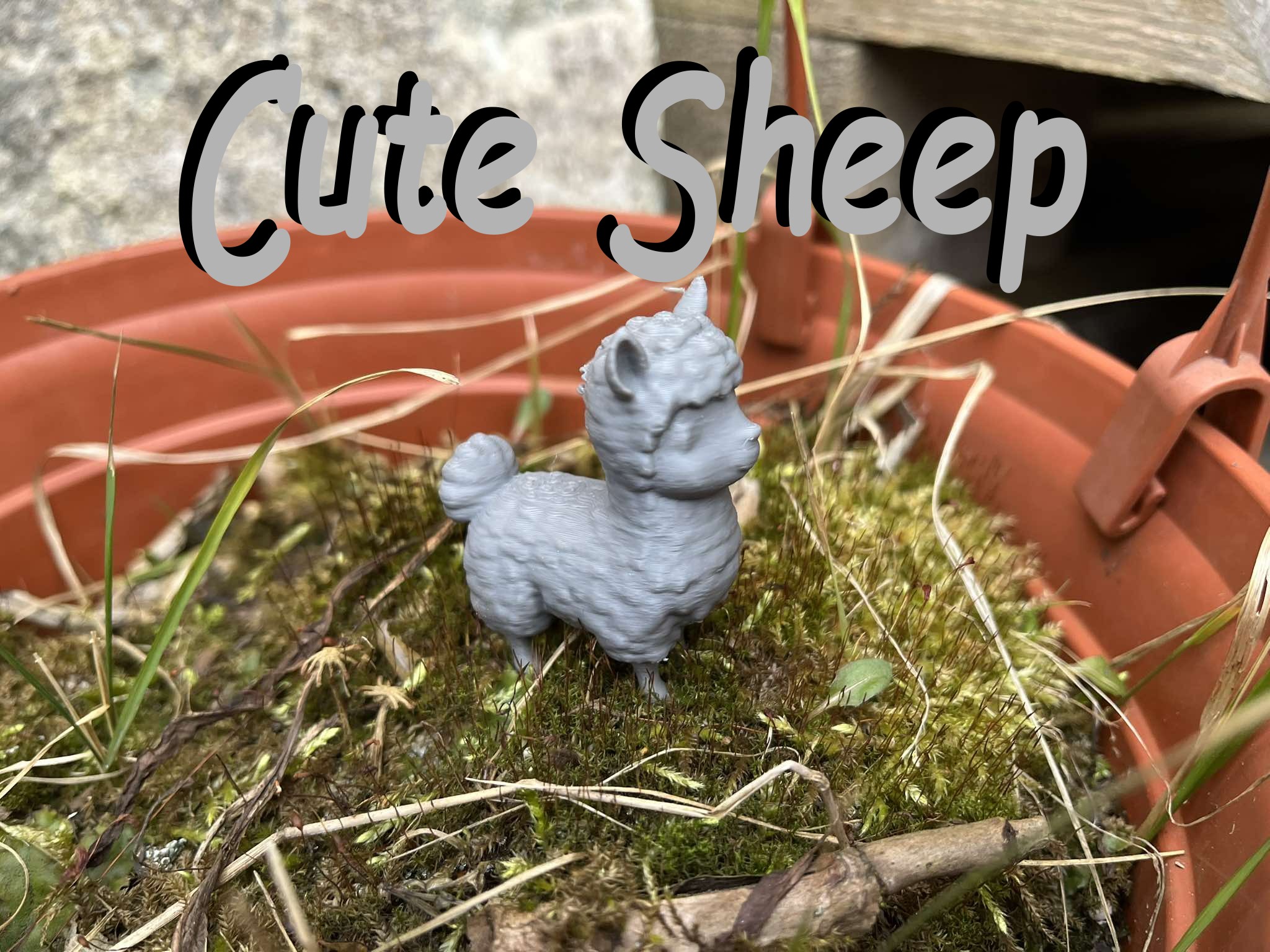 Cute sheep