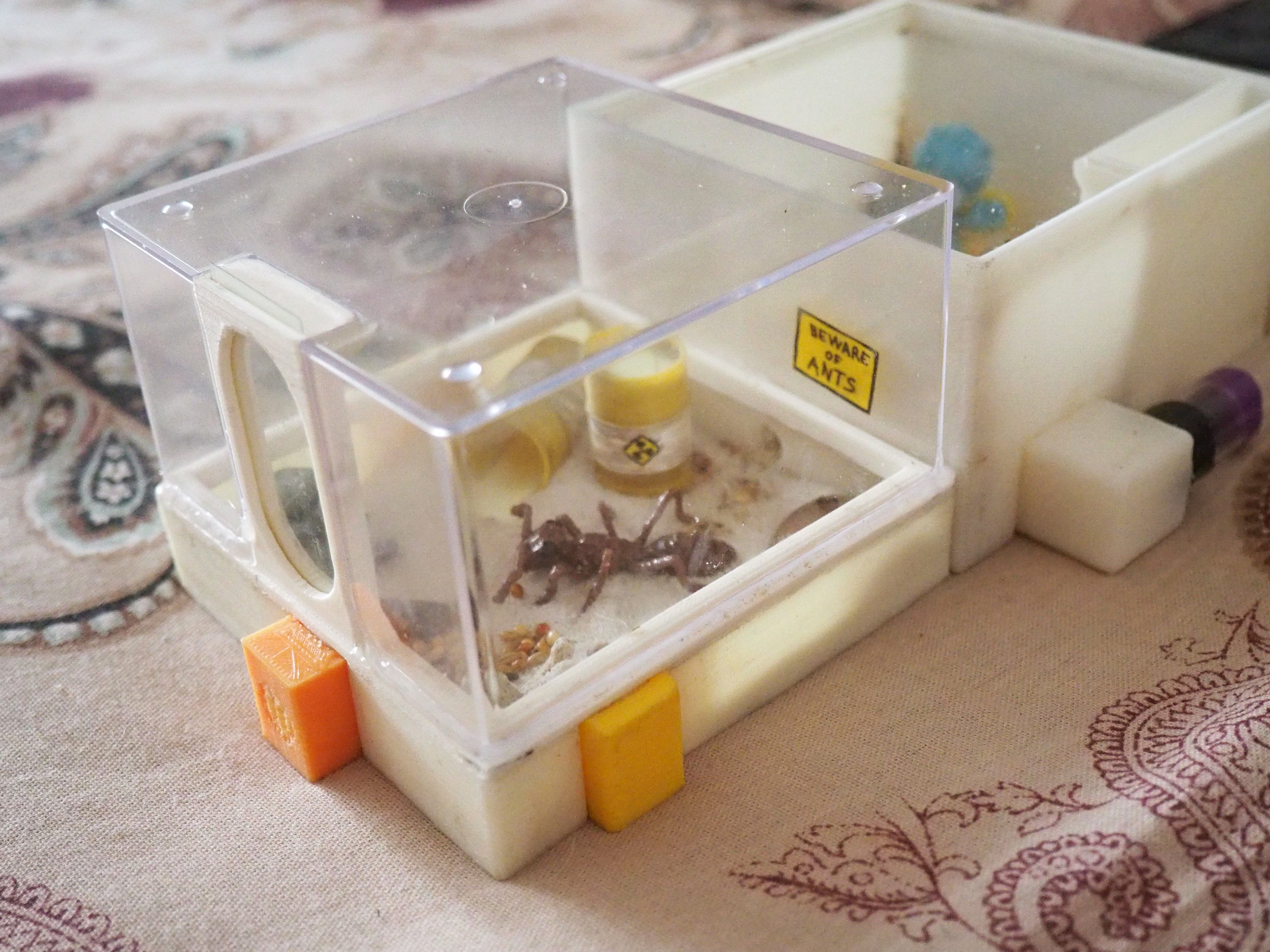 Arena for the modular ant farm
