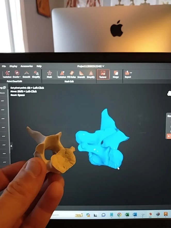 Bone / Deer Vertebrae / White Tail Deer Vertebrae