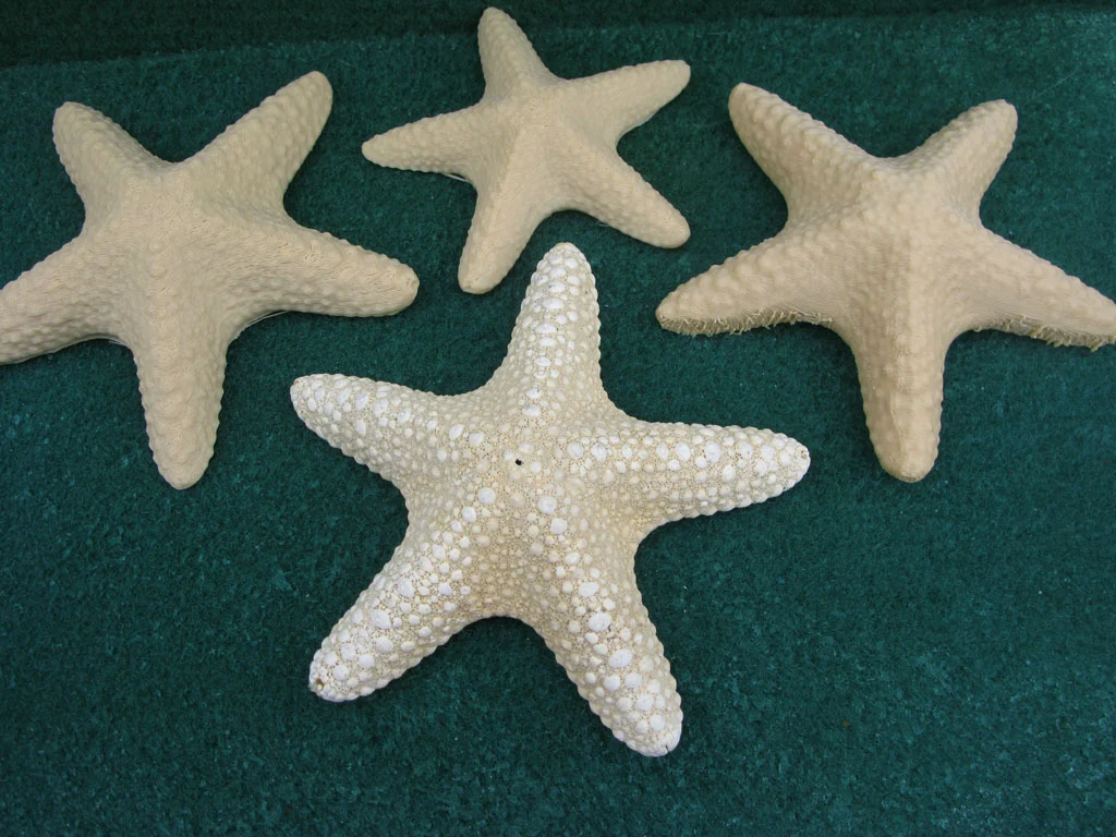 A Dried Starfish