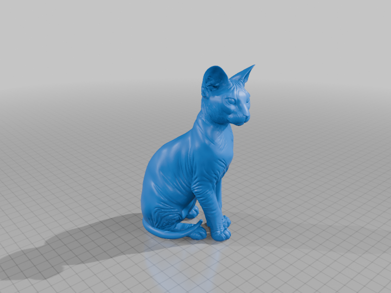 Sphynx cat