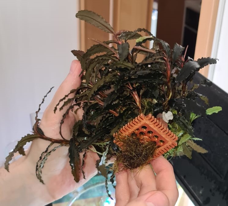 Aquascaping plate for Aquariums
