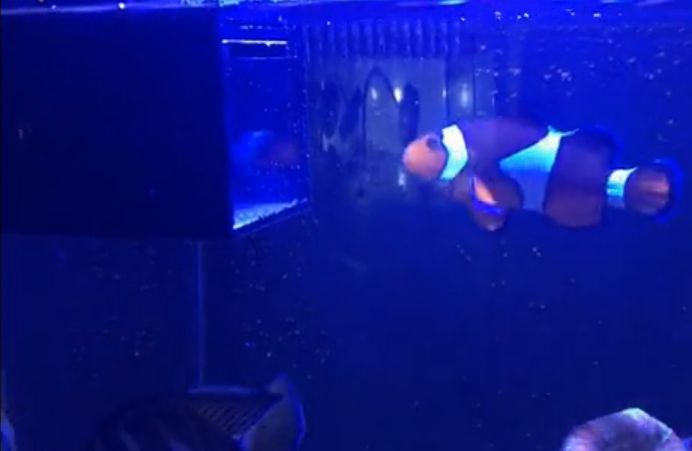 Brine Shrimp Hatcher For Aquarium