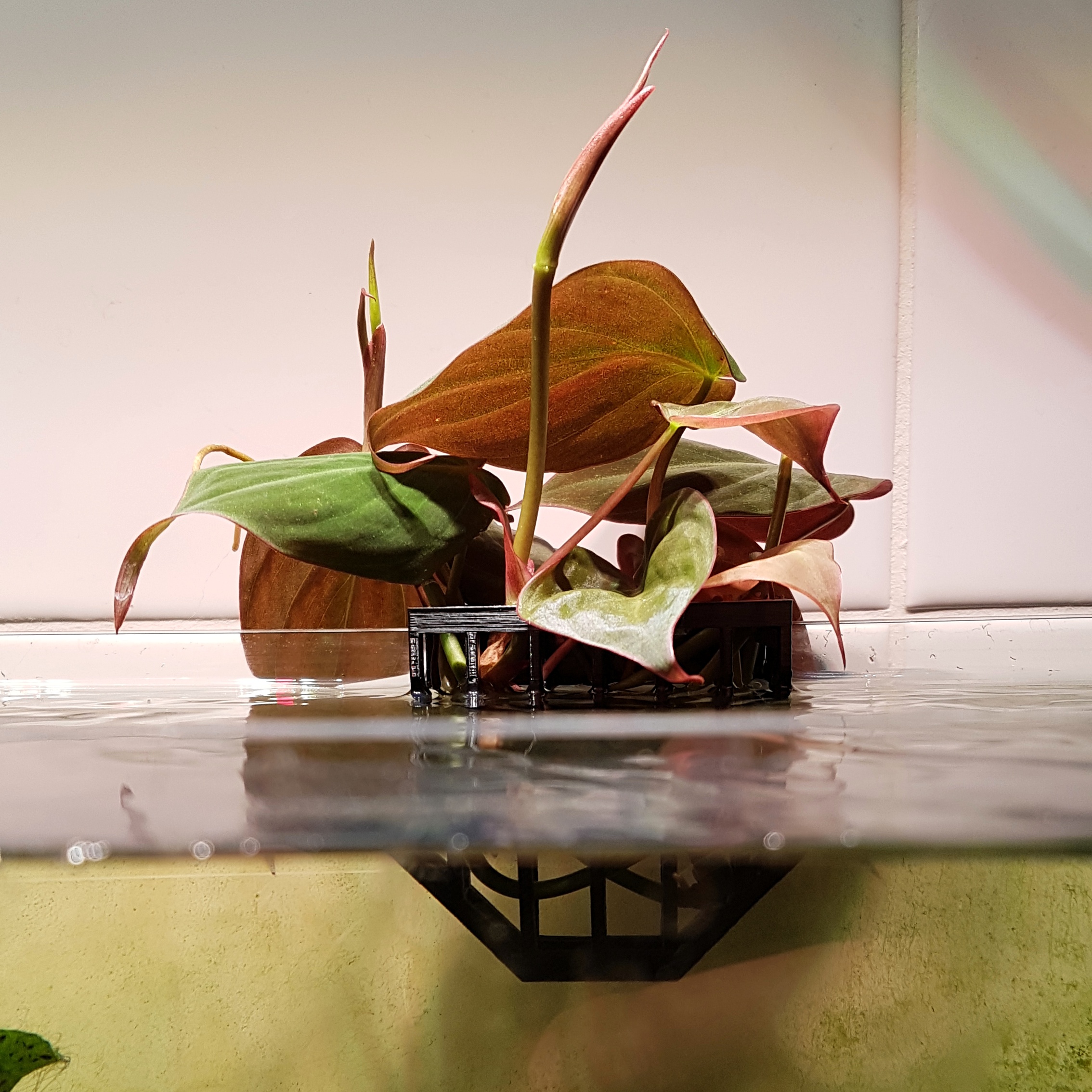 Aquarium plant holder