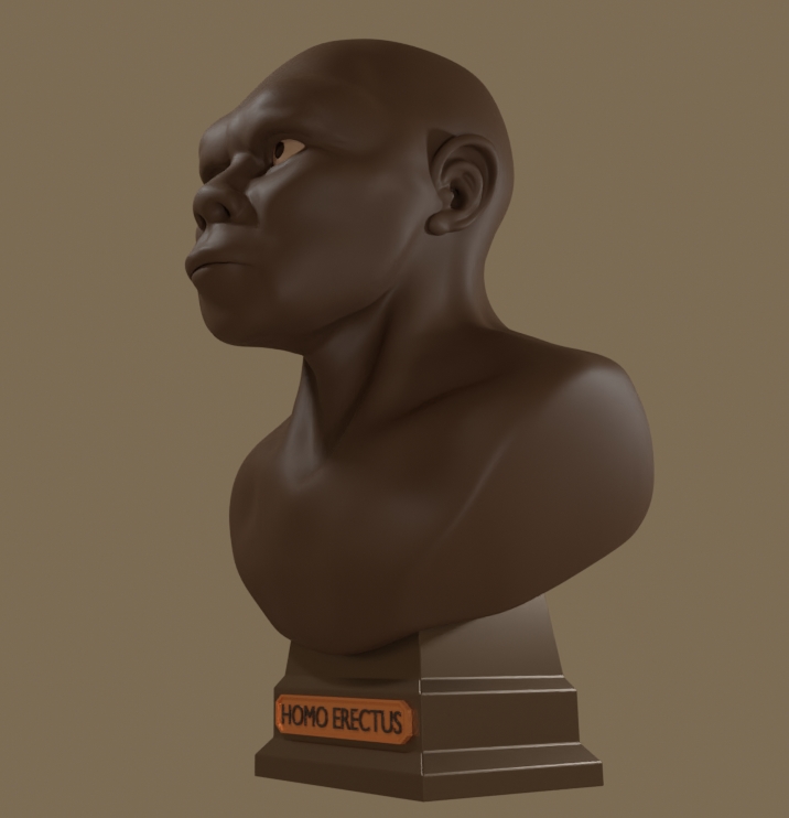 Homo Erectus