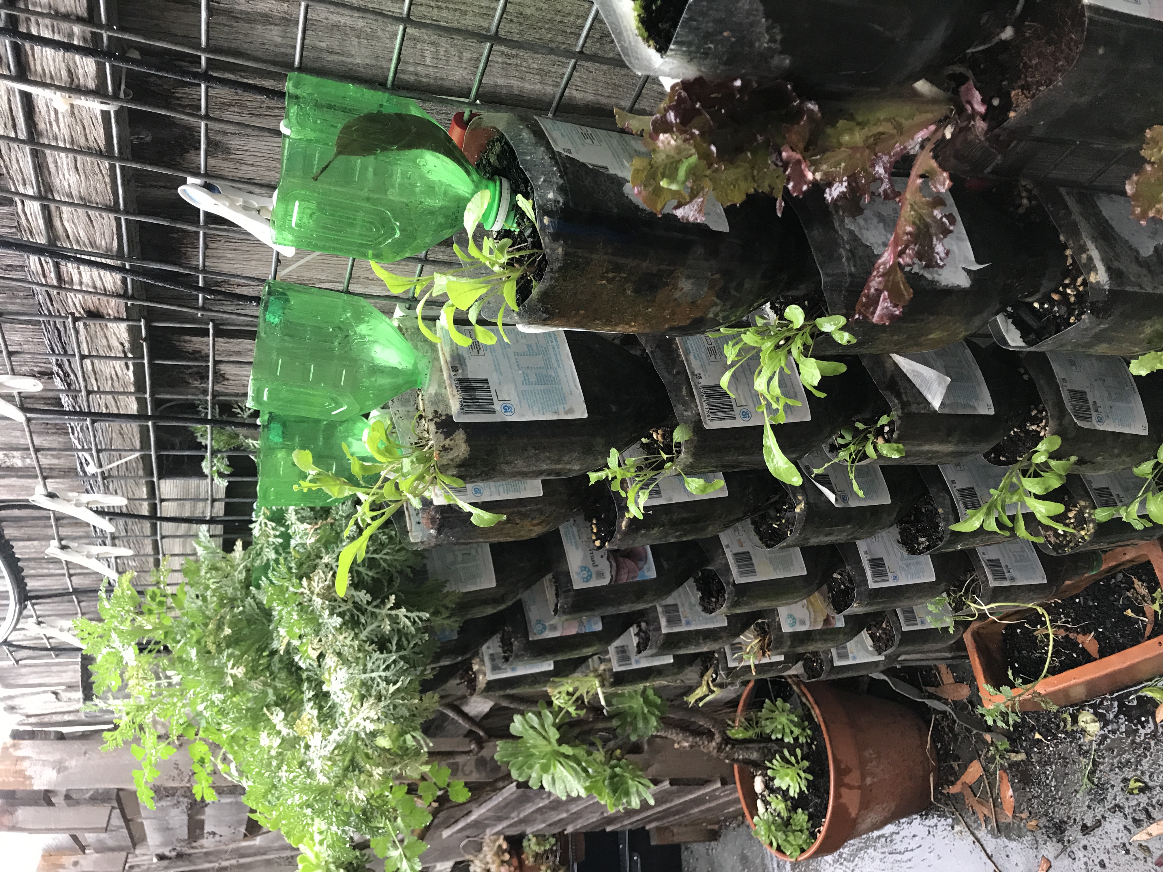 Vertical Garden from Juice Bottles