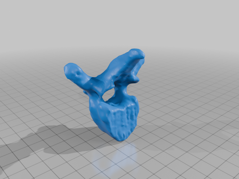 C2-L5 Anatomically Accurate Spine Model