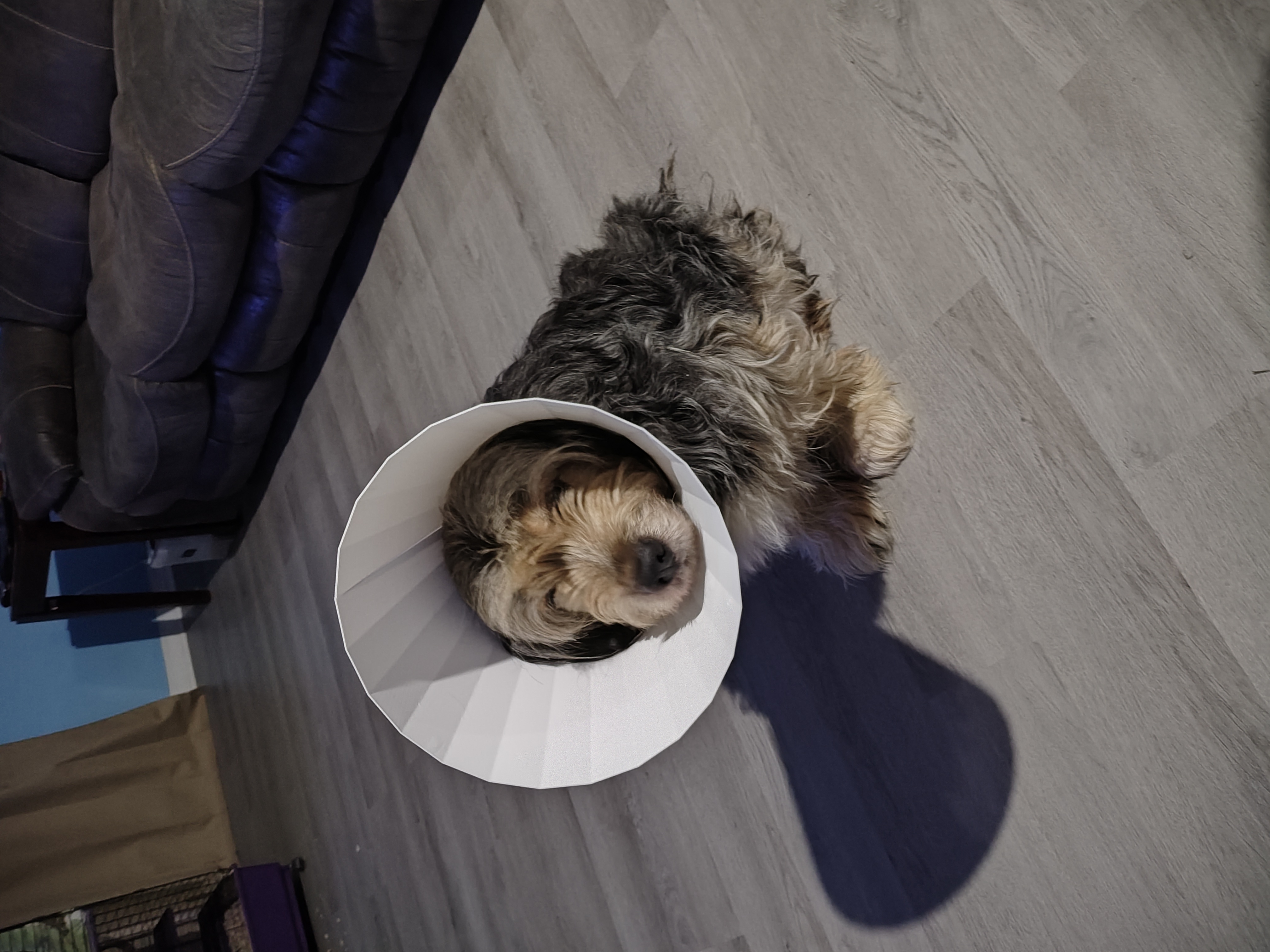 Dog / Pet Cone (Laceable)