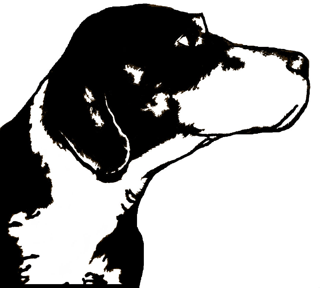 Daniel - German Shorthaired Pointer Hunting Dog