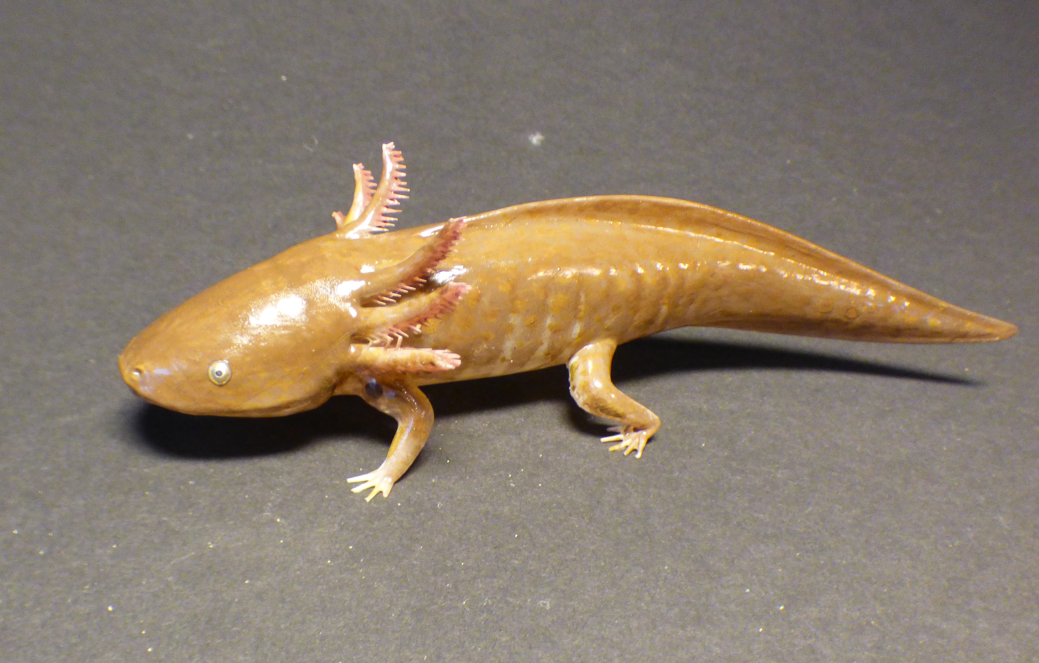Axolotl