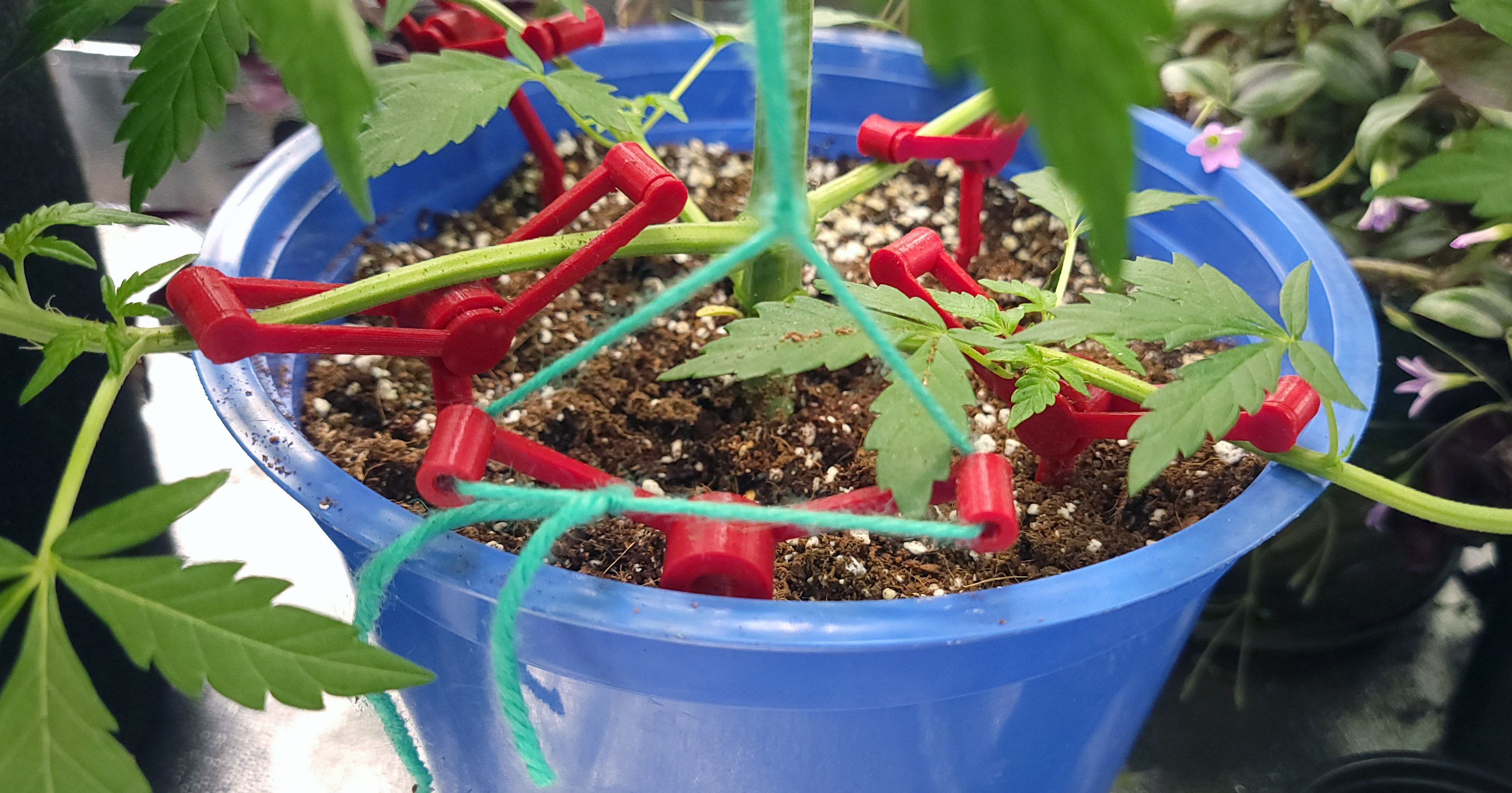 BranchGuide LST Plant Training Stake System