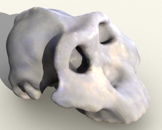 Paranthropus/Australopithicus Boisei Skull