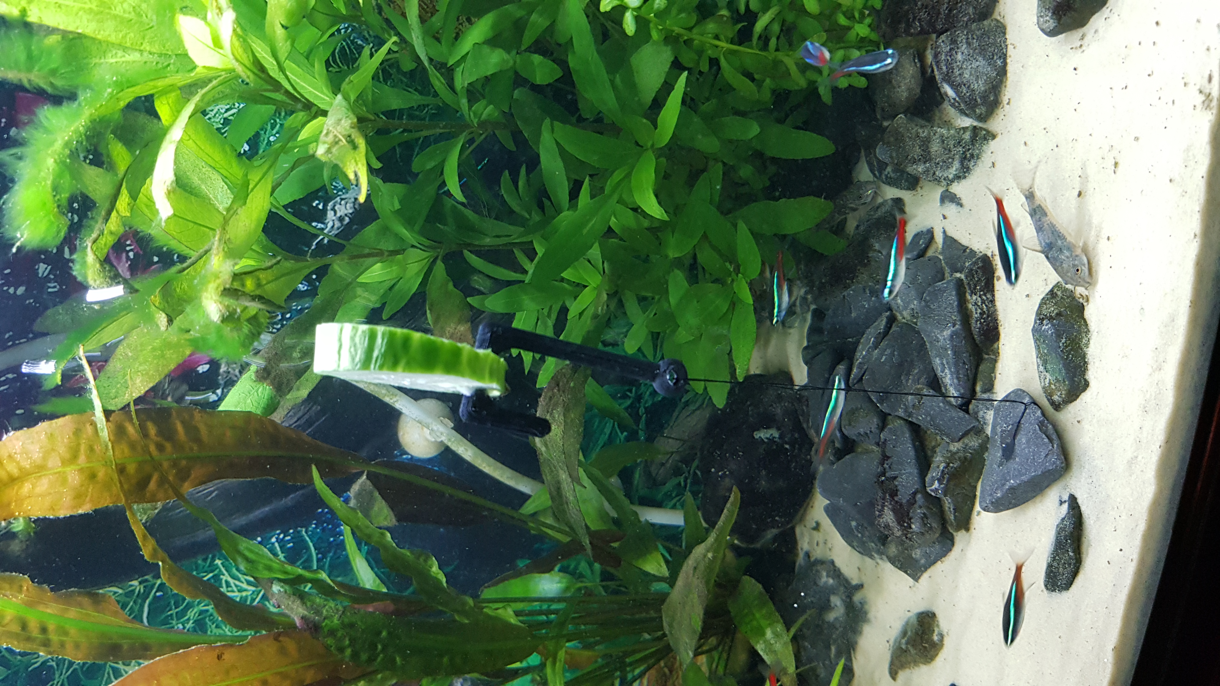 Fish Tank aquarium Cucumber/vegetable hook.