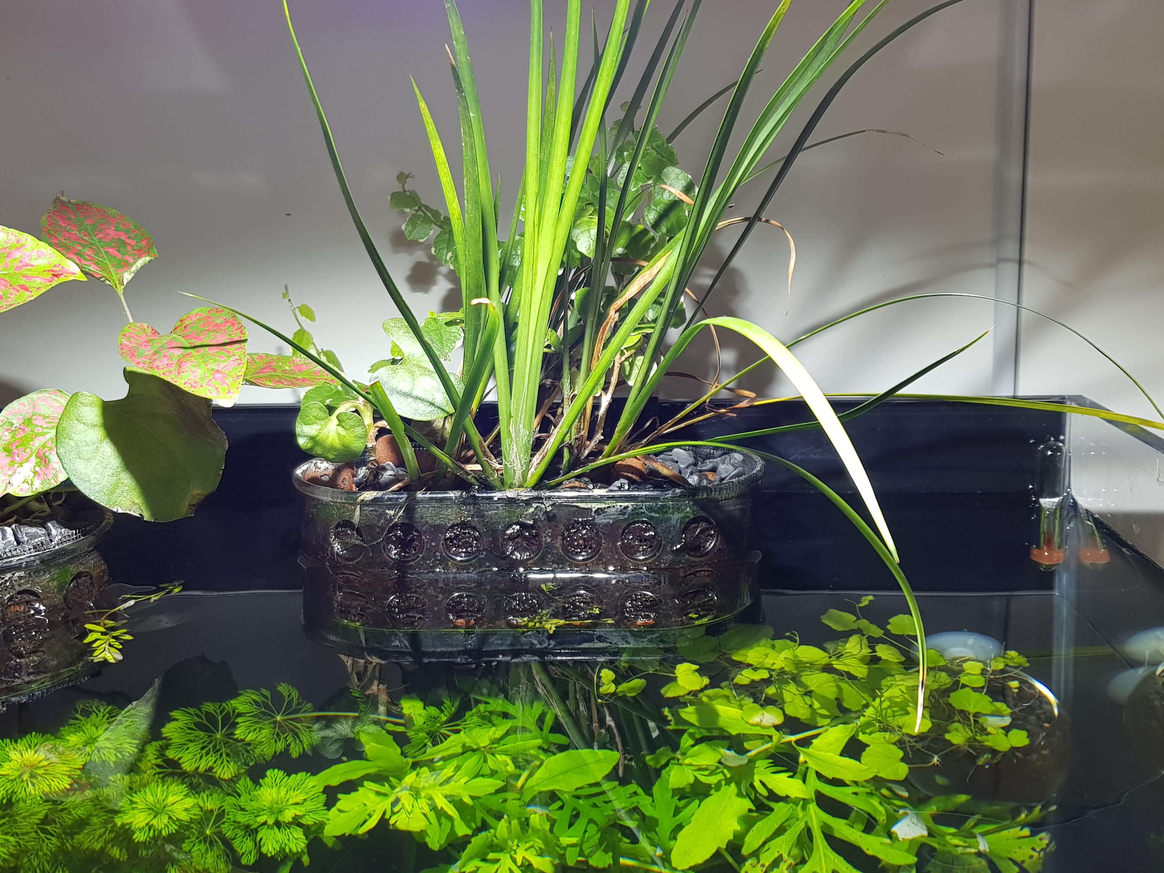 Aquarium plant hanger