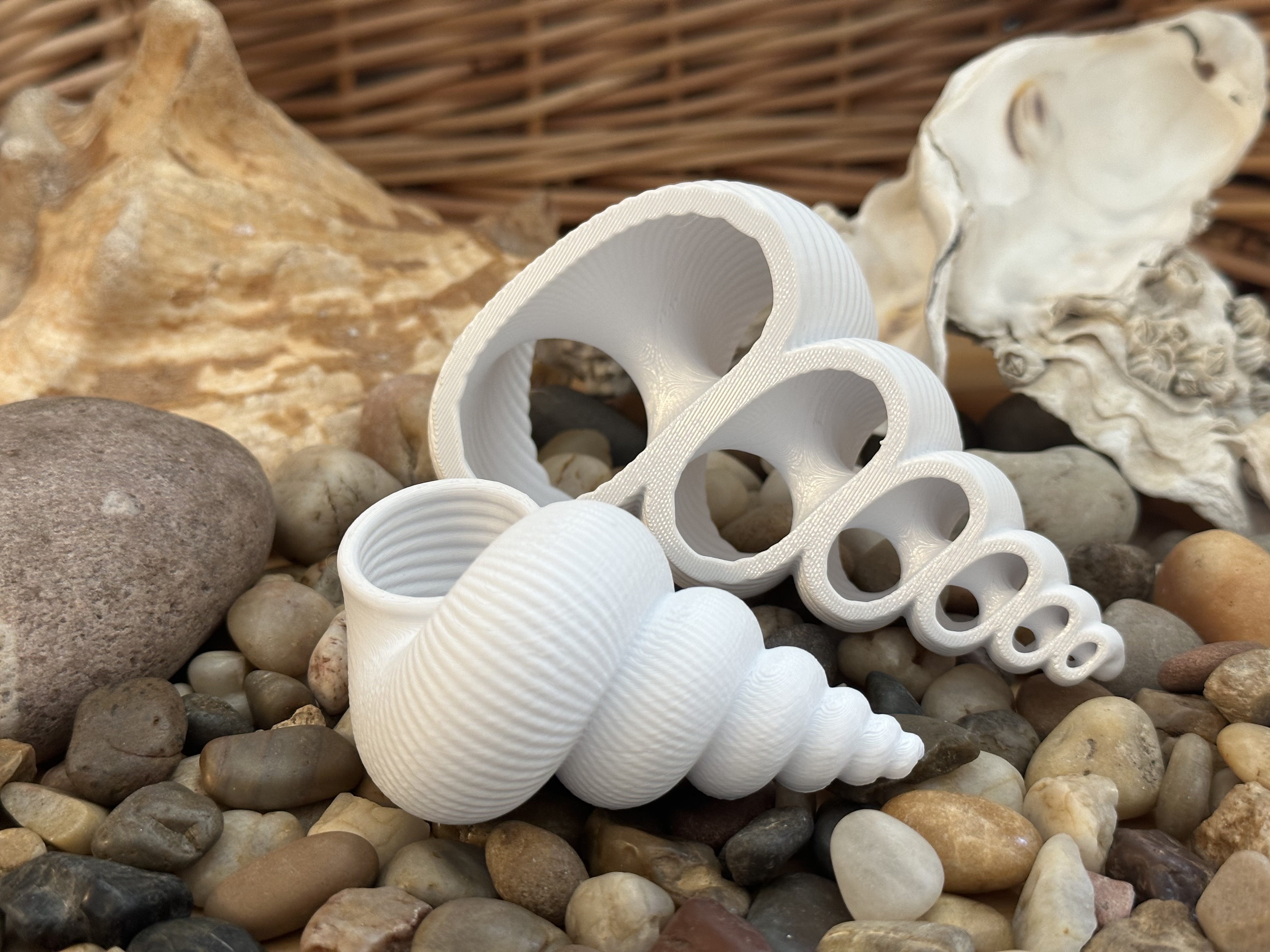 Plain Seashell for Remixing