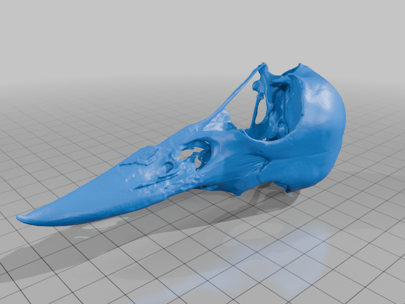 Raven Skull