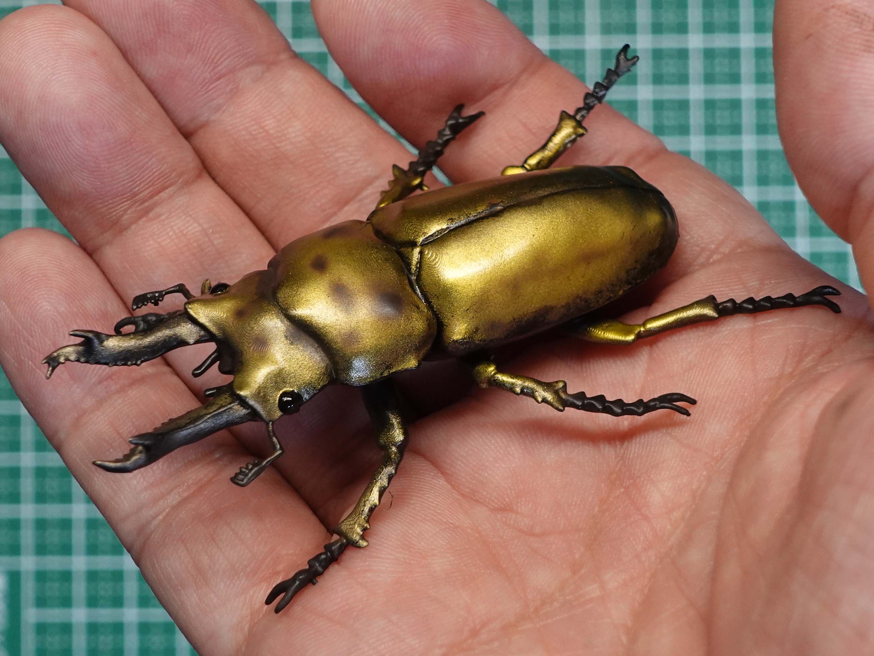 Golden stag beetle (Allotopus rosenbergi)