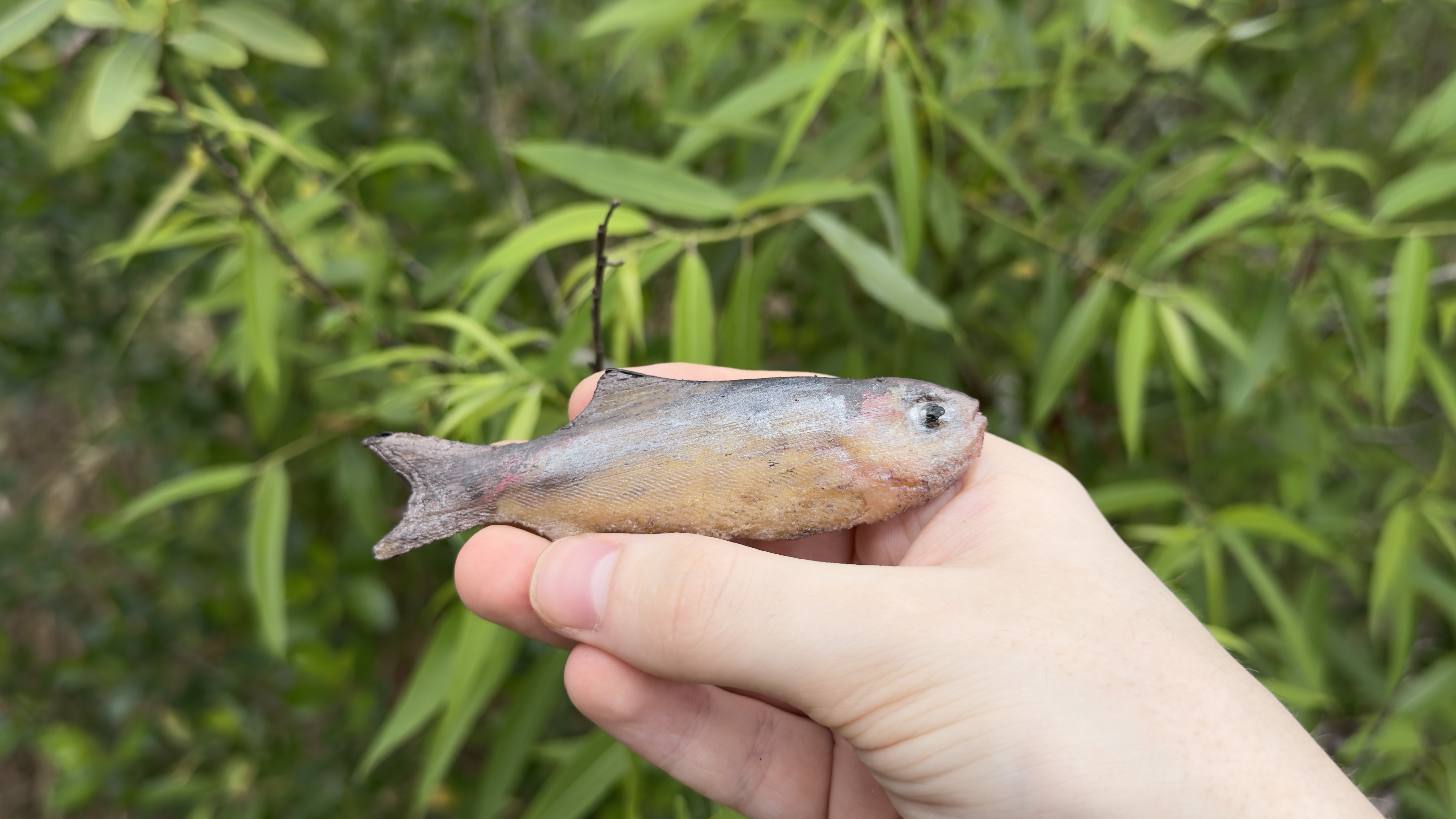 Knightia eocaena