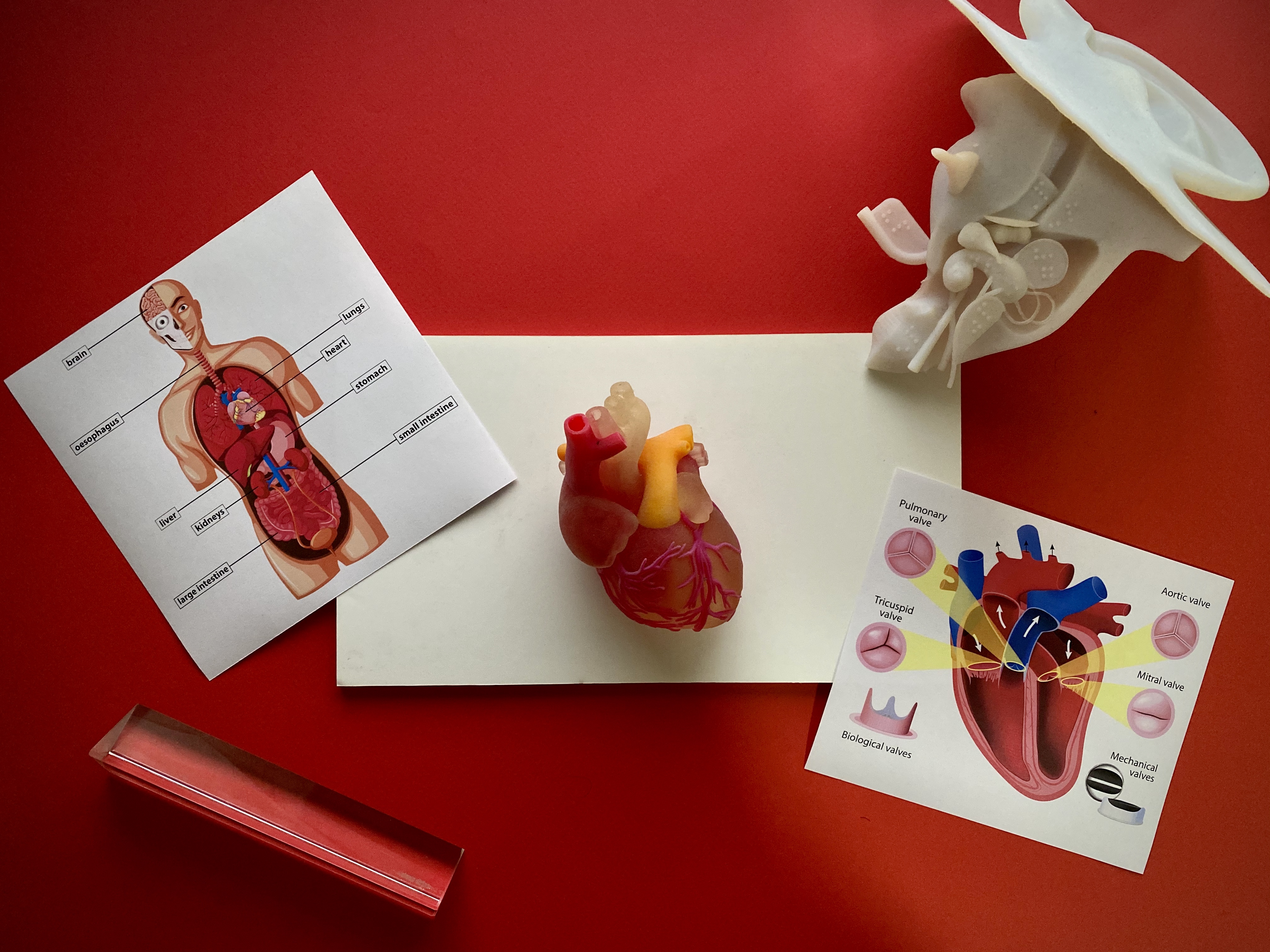 Human Heart