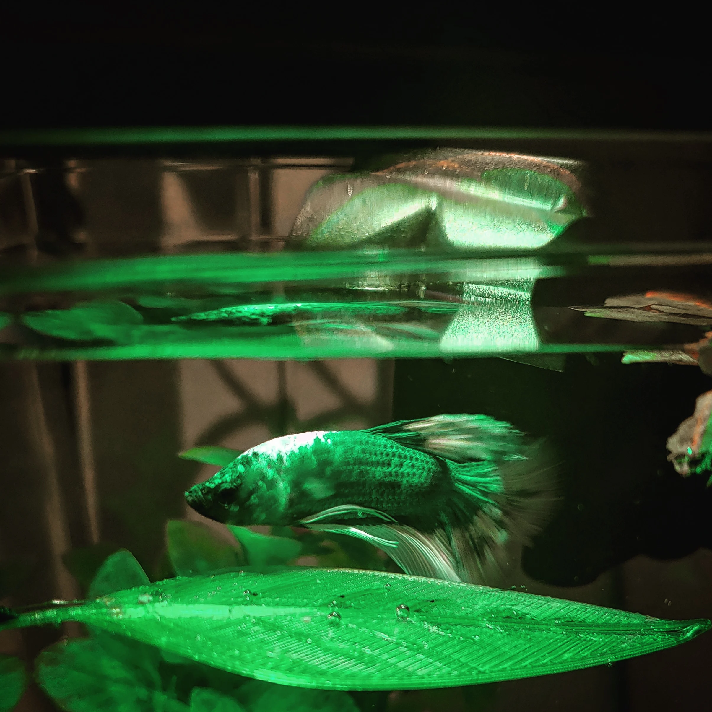 Betta leaf hammock