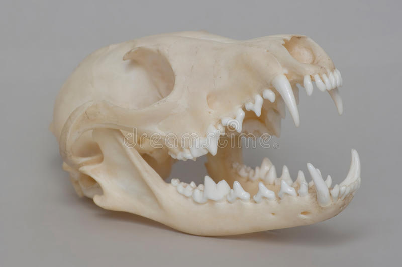 Fox skull/crane de renard