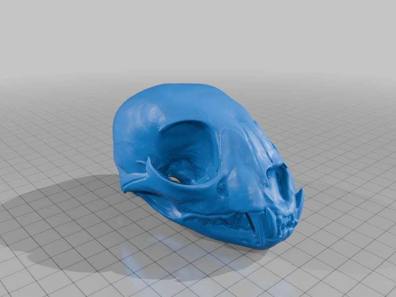 Lynx Kitten Skull