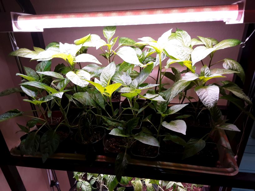 LED Grow Light Diffuser