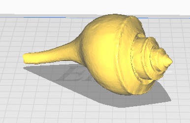 Horse Conch Shell / Seashell / Conch Shell