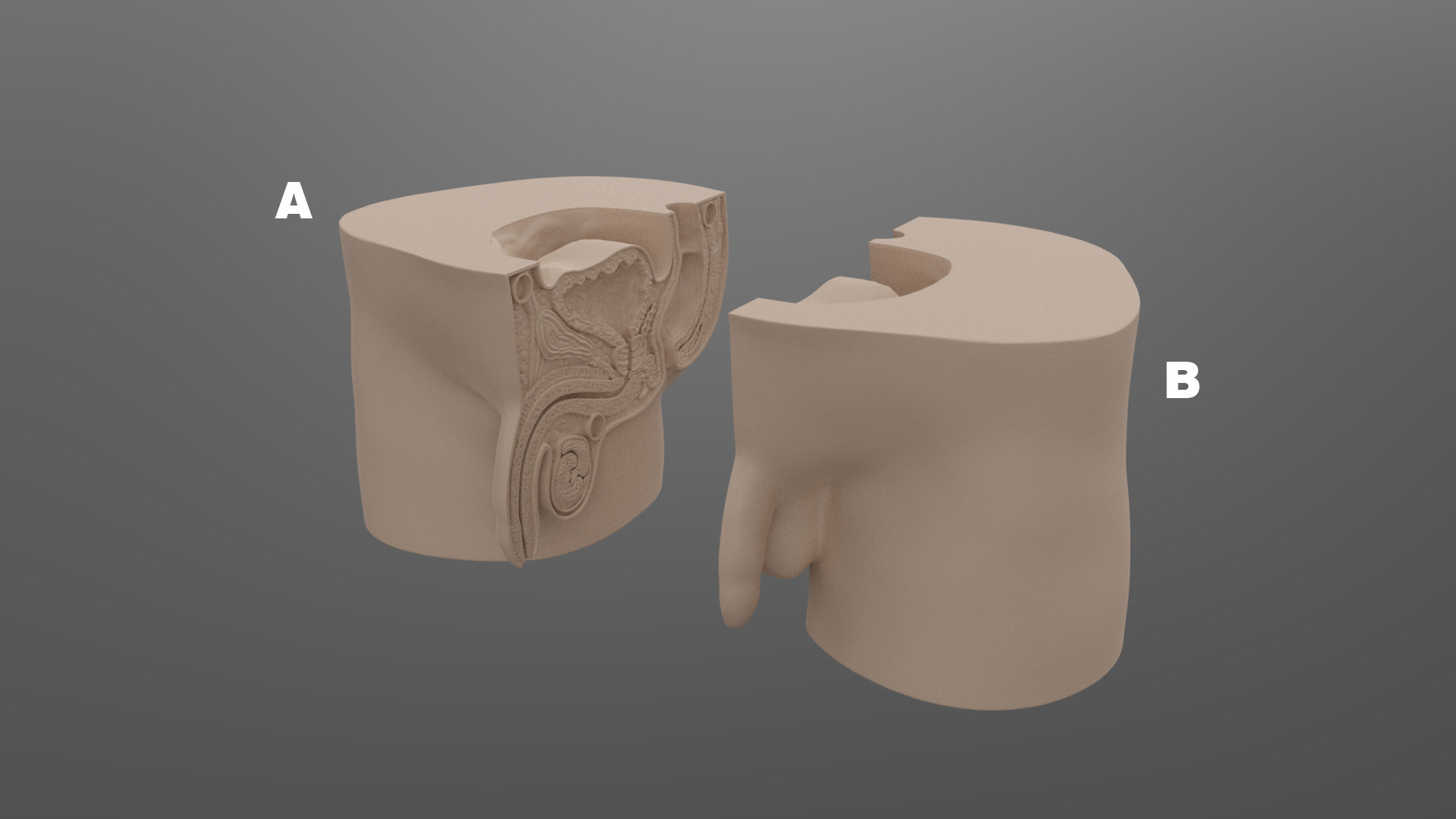 Male reproductive organs model