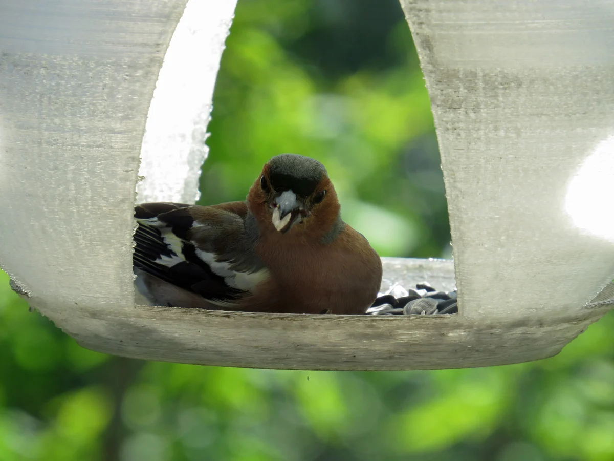 Birdfeeder church orthodox dome feeder