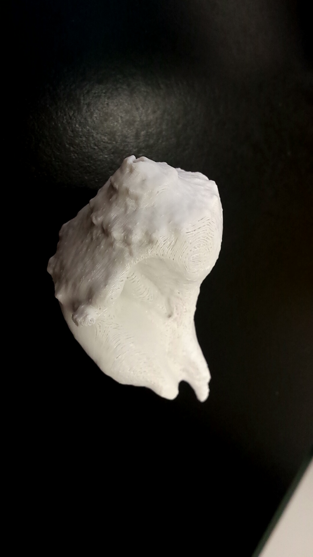 Conch Shell