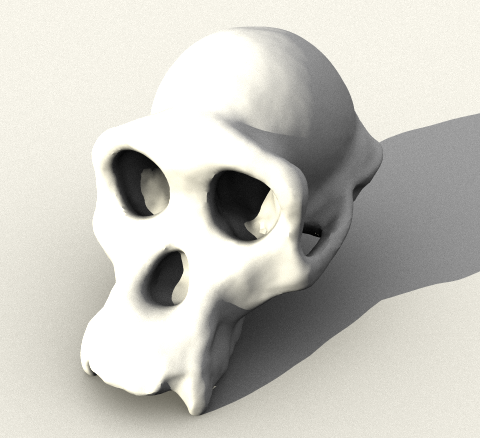 Chimpanzee Skull