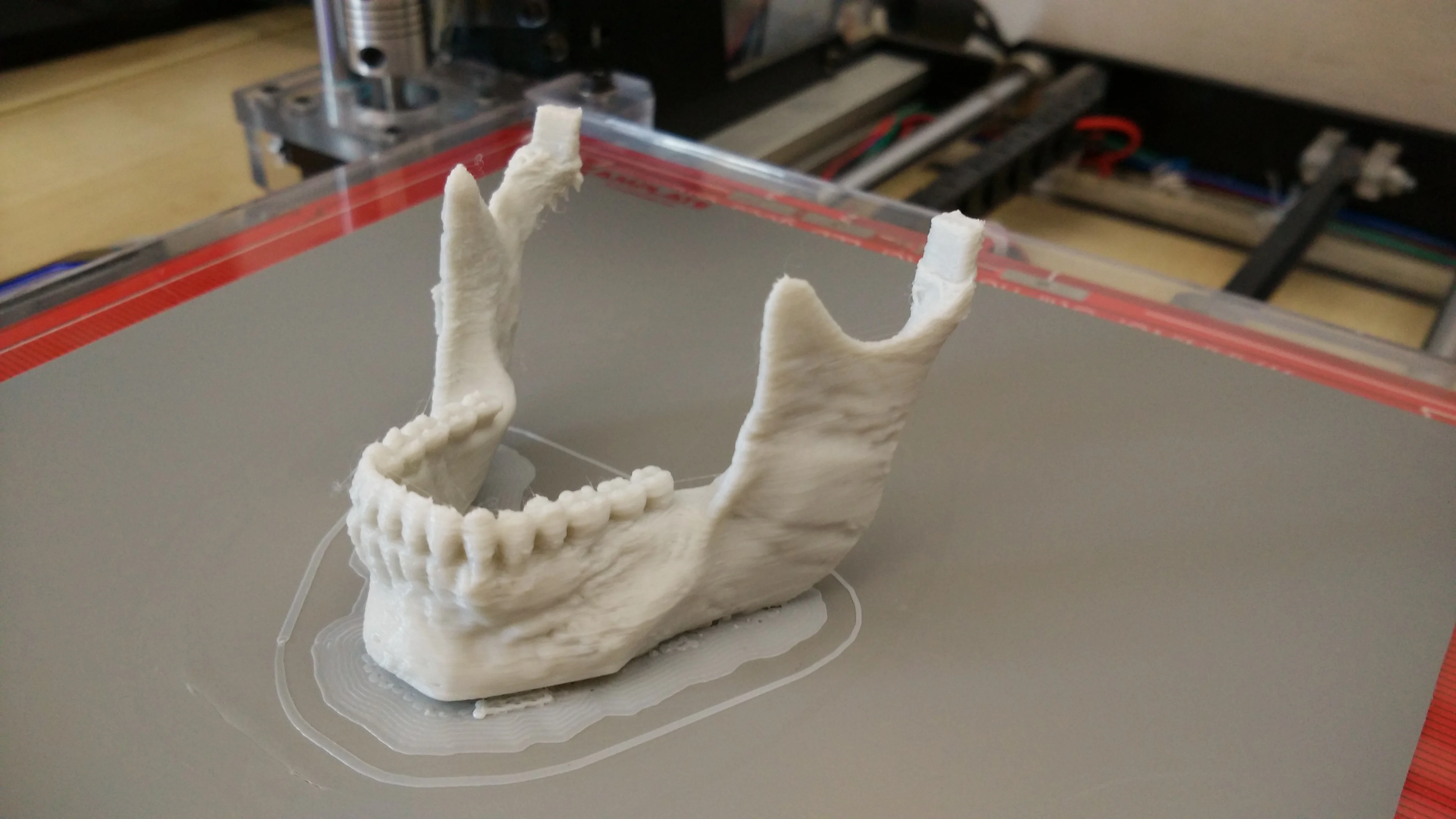 Human Skull - separated mandible and connectors