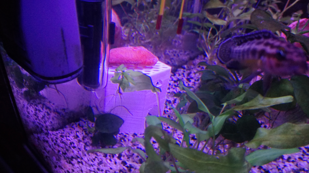 fish tank hideout