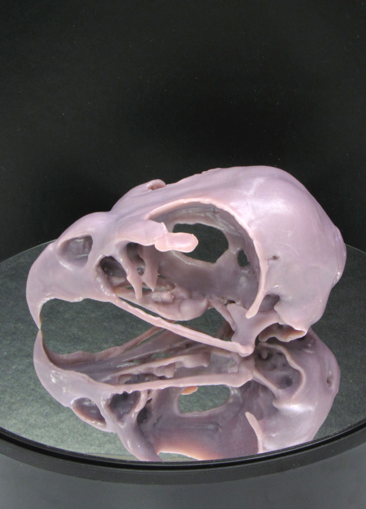 Sharp Shinned Hawk Skull REMIX