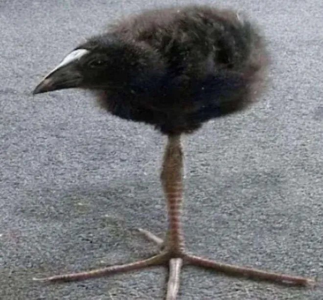 Pukeko meme